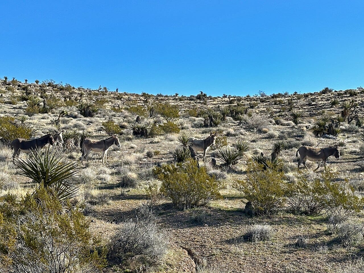 Red Rock Canyon near west Las Vegas. Regional illustration, not the practice location. Photo by Jeff Hollett.